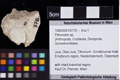 Foto (Objket + Etiketten) von Pithonoton sp. 